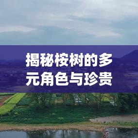 揭秘桉树的多元角色与珍贵价值，深度报道独家呈现