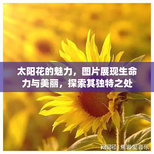 太阳花的魅力，图片展现生命力与美丽，探索其独特之处