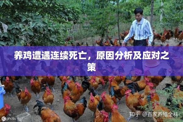 养鸡遭遇连续死亡，原因分析及应对之策
