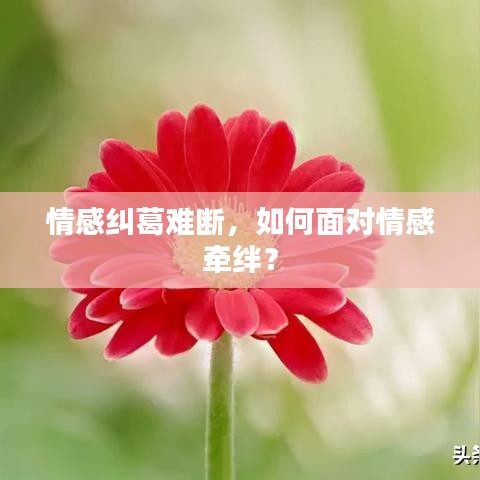 情感纠葛难断，如何面对情感牵绊？