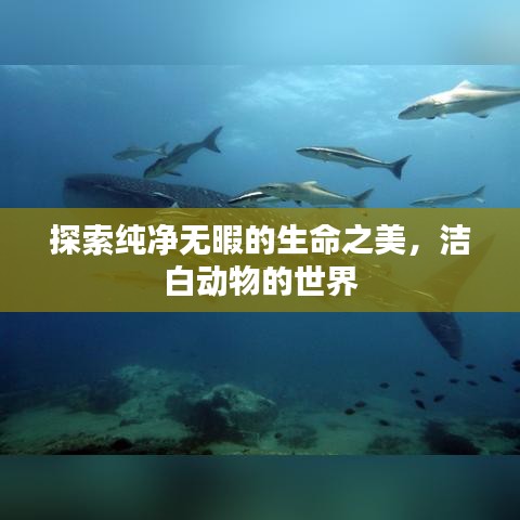 探索纯净无暇的生命之美，洁白动物的世界