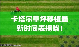 卡塔尔草坪移植最新时间表揭晓！