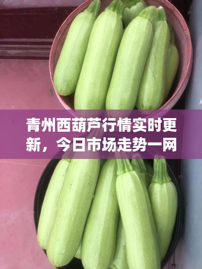 青州西葫芦行情实时更新，今日市场走势一网打尽