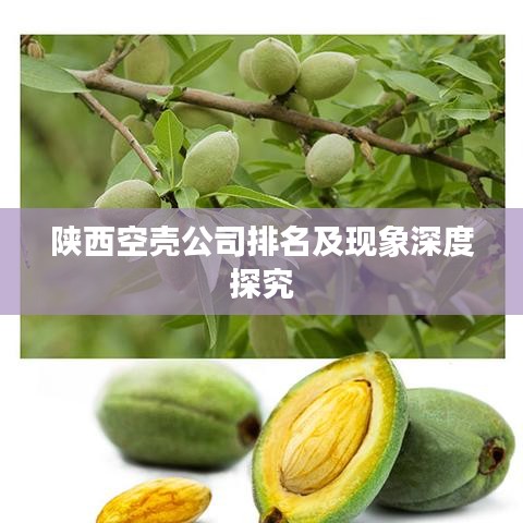 陕西空壳公司排名及现象深度探究