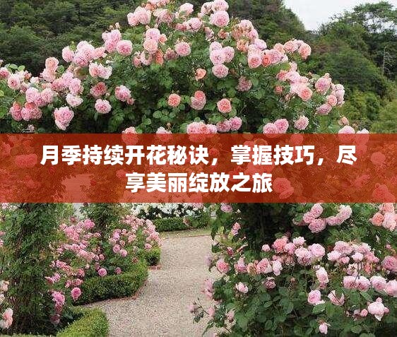 月季持续开花秘诀，掌握技巧，尽享美丽绽放之旅