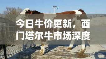 今日牛价更新，西门塔尔牛市场深度解析及价格走势