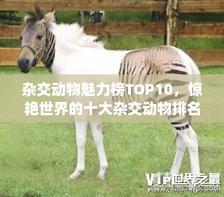 杂交动物魅力榜TOP10，惊艳世界的十大杂交动物排名！