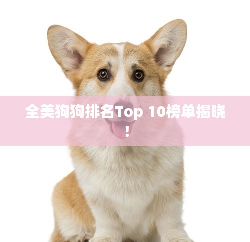 全美狗狗排名Top 10榜单揭晓！
