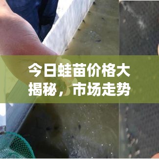 今日蛙苗价格大揭秘，市场走势与影响因素深度解析