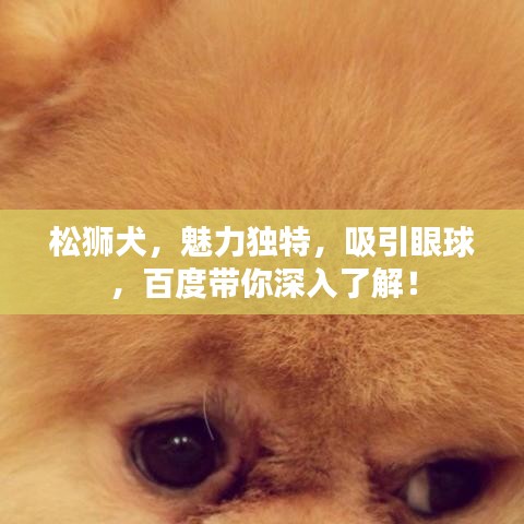 松狮犬，魅力独特，吸引眼球，百度带你深入了解！