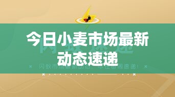 今日小麦市场最新动态速递