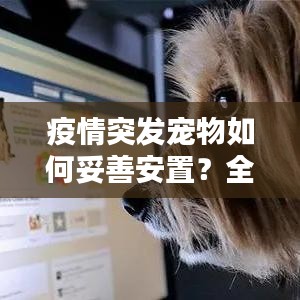 疫情突发宠物如何妥善安置？全面指南来了！