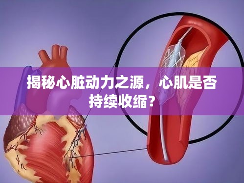 揭秘心脏动力之源，心肌是否持续收缩？