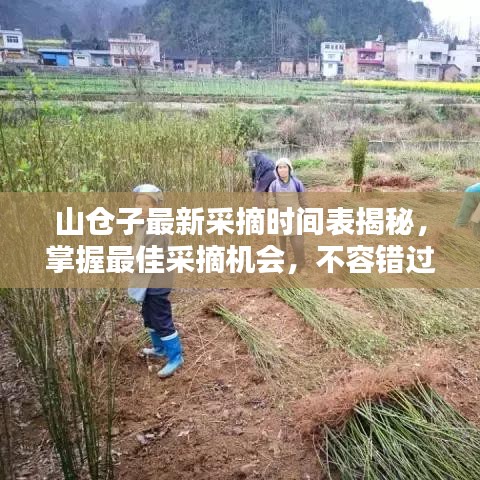 山仓子最新采摘时间表揭秘，掌握最佳采摘机会，不容错过！