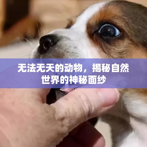 无法无天的动物，揭秘自然世界的神秘面纱