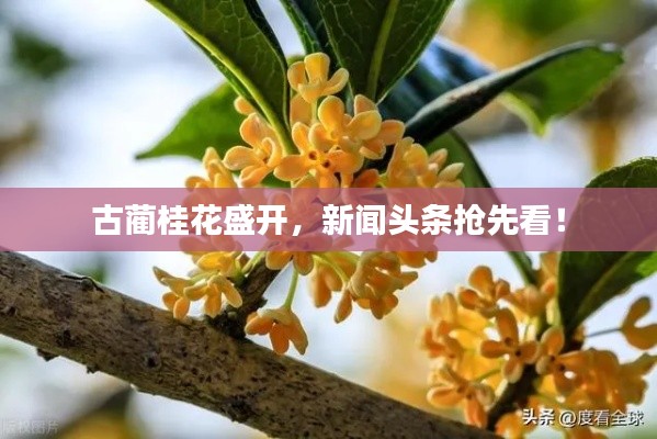古蔺桂花盛开，新闻头条抢先看！