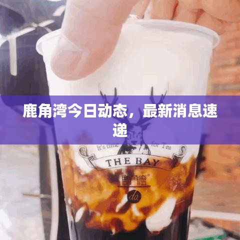鹿角湾今日动态，最新消息速递