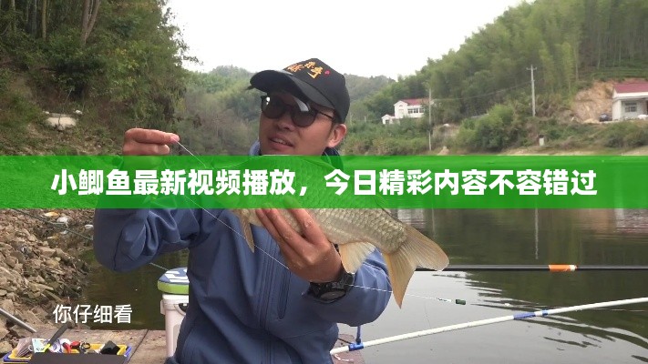 小鲫鱼最新视频播放，今日精彩内容不容错过