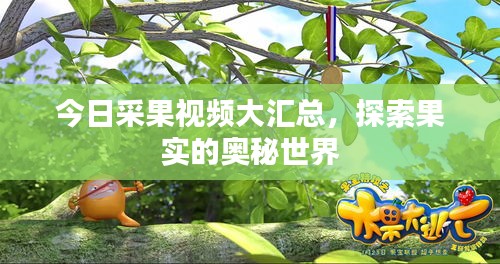 今日采果视频大汇总，探索果实的奥秘世界
