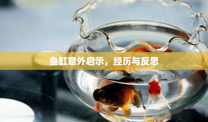 鱼缸意外启示，经历与反思