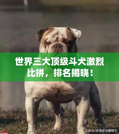 世界三大顶级斗犬激烈比拼，排名揭晓！