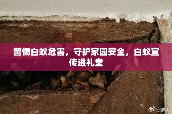 警惕白蚁危害，守护家园安全，白蚁宣传进礼堂