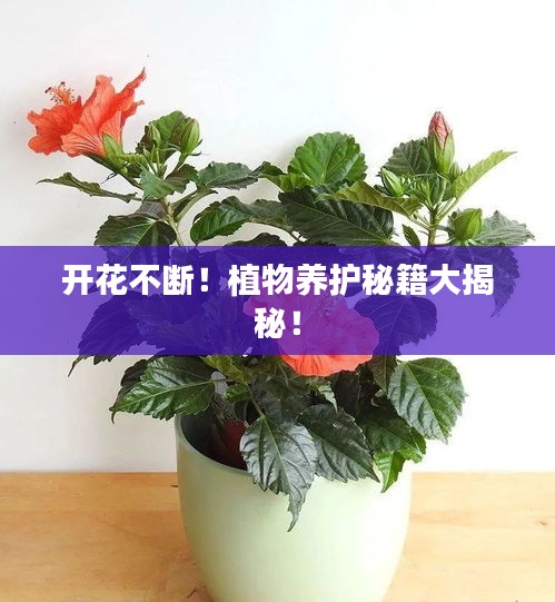 开花不断！植物养护秘籍大揭秘！