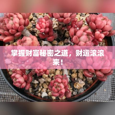 掌握财富秘密之道，财运滚滚来！