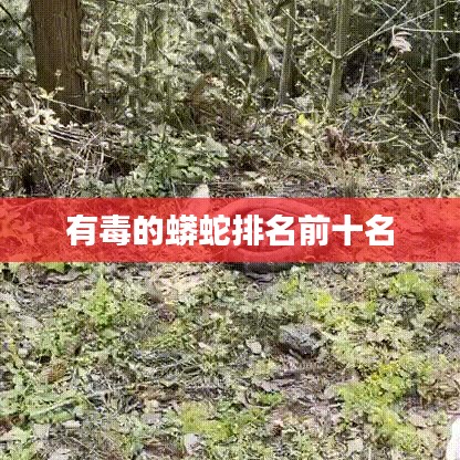 兽聚鸟散