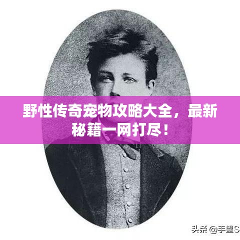 野性传奇宠物攻略大全，最新秘籍一网打尽！