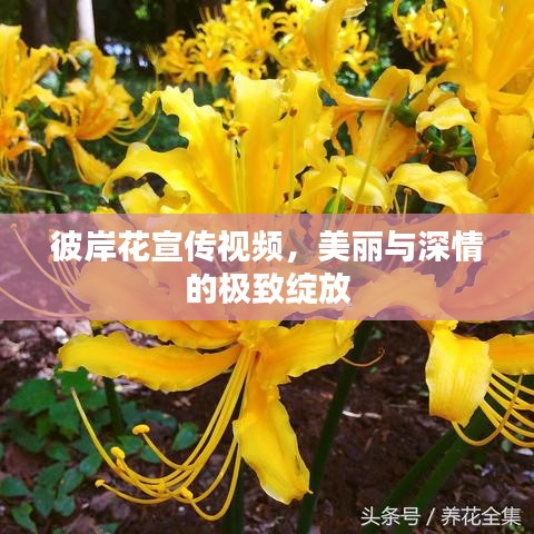 彼岸花宣传视频，美丽与深情的极致绽放