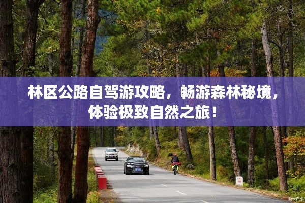 林区公路自驾游攻略，畅游森林秘境，体验极致自然之旅！