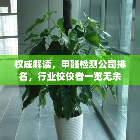 权威解读，甲醛检测公司排名，行业佼佼者一览无余