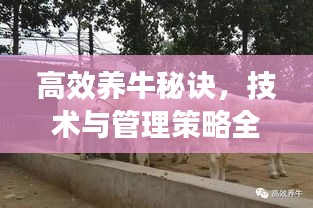 高效养牛秘诀，技术与管理策略全解析