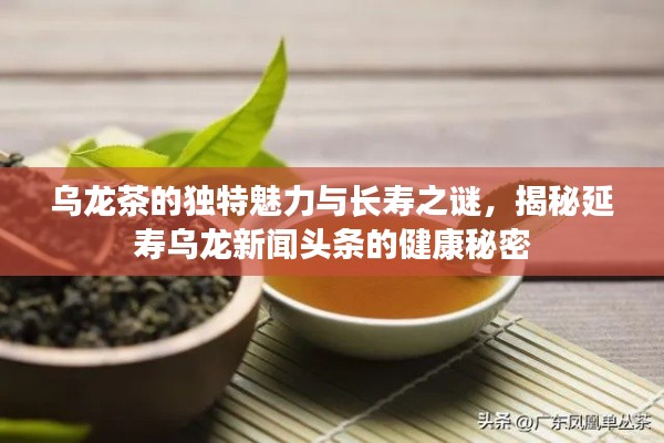 乌龙茶的独特魅力与长寿之谜，揭秘延寿乌龙新闻头条的健康秘密