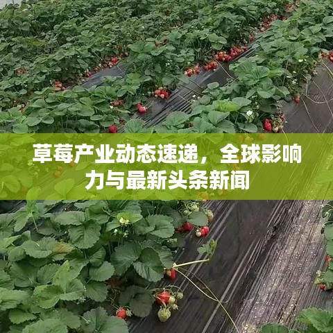 草莓产业动态速递，全球影响力与最新头条新闻