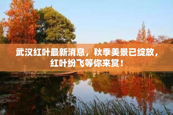 武汉红叶最新消息，秋季美景已绽放，红叶纷飞等你来赏！