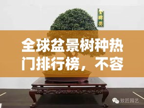 全球盆景树种热门排行榜，不容错过的盆景世界TOP榜单！