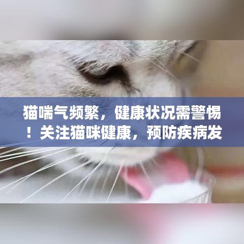 猫喘气频繁，健康状况需警惕！关注猫咪健康，预防疾病发生