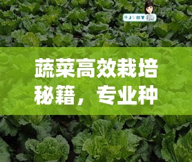蔬菜高效栽培秘籍，专业种植技术助你轻松实现丰收！