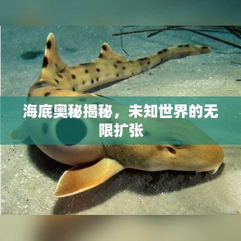 海底奥秘揭秘，未知世界的无限扩张