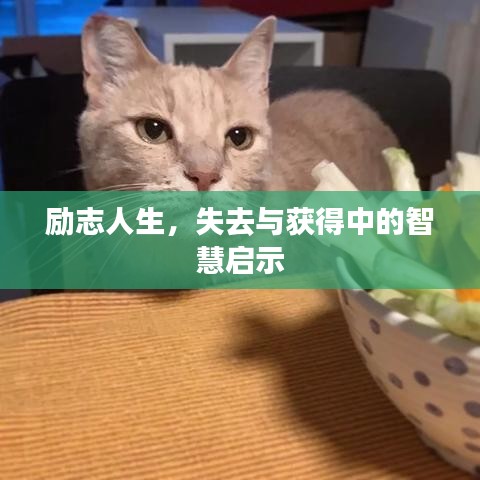 励志人生，失去与获得中的智慧启示