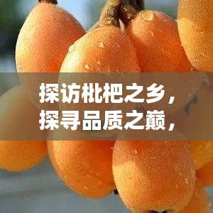 探访枇杷之乡，探寻品质之巅，最佳枇杷产地大揭秘