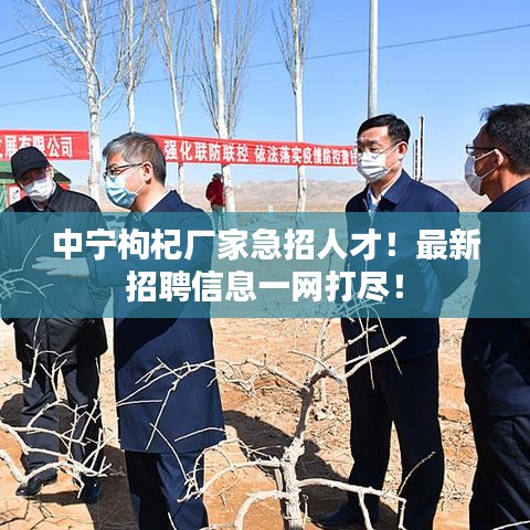 中宁枸杞厂家急招人才！最新招聘信息一网打尽！