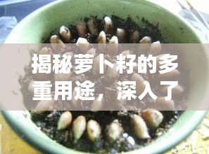 揭秘萝卜籽的多重用途，深入了解与合理利用之道