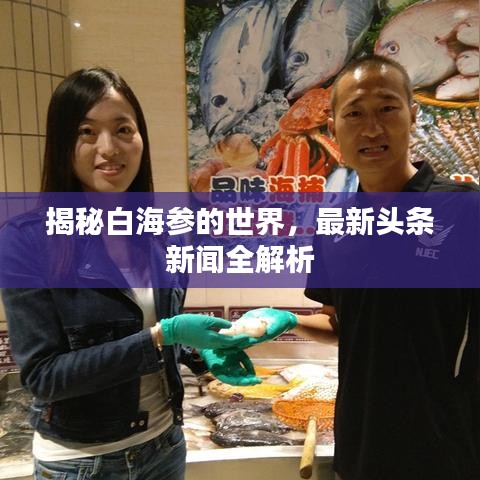 揭秘白海参的世界，最新头条新闻全解析