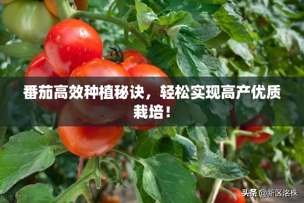 番茄高效种植秘诀，轻松实现高产优质栽培！