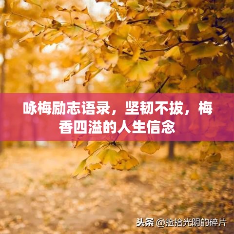 咏梅励志语录，坚韧不拔，梅香四溢的人生信念