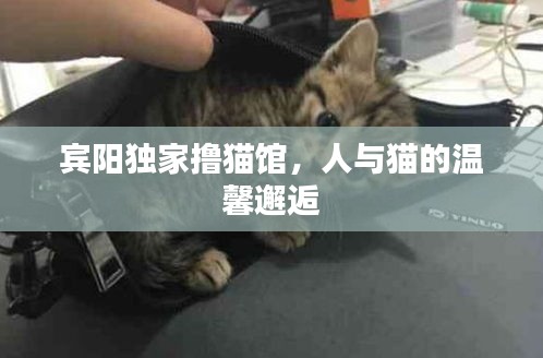 宾阳独家撸猫馆，人与猫的温馨邂逅