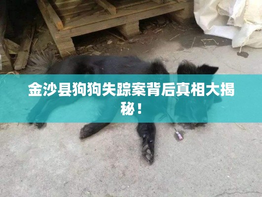 金沙县狗狗失踪案背后真相大揭秘！